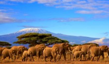 Brussels – Tanzania with Qatar Airways, only €345!